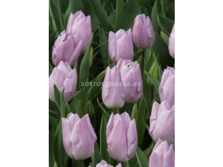 Лале/ Tulips single early 'Mistic Prince - 1 бр.