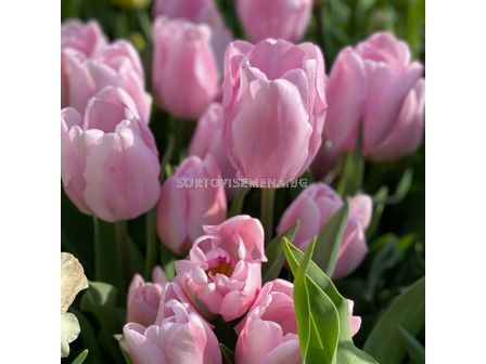 Лале/ Tulip triumph Mistress - 1 бр.