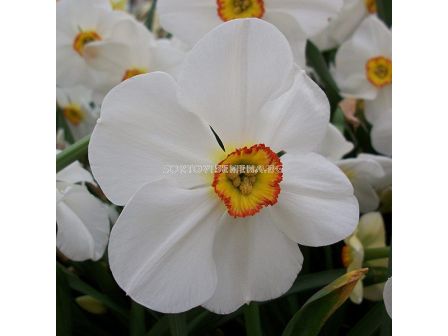 Нарцис Edna Earl