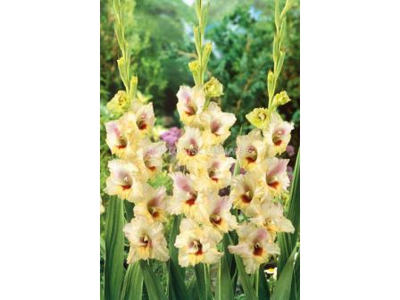 Гладиол large-flowered Louise - 1 бр.