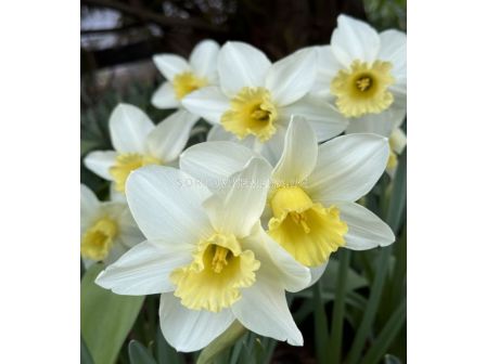 Нарцис/ Narcissi trumpet Watch up - 1 бр.