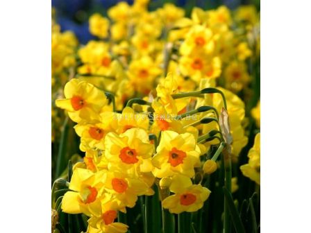 Нарцис /Narciss Golden Dawn'/ 1 бр