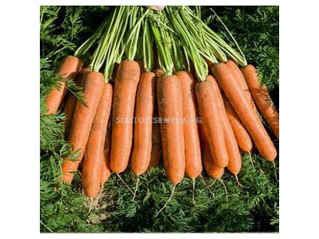 Семена за моркови Namdal F1 BJ 