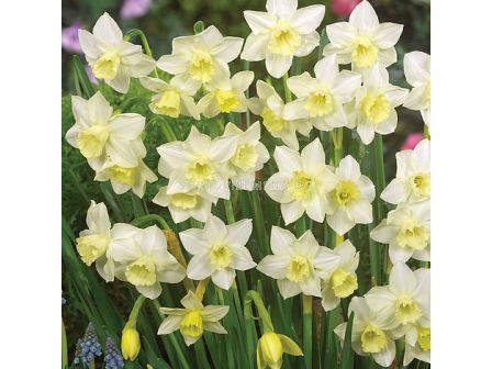 Нарцис Pueblo/ 10/12