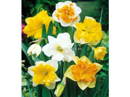 Нарциси микс/ Narcissi collar mixed - 1 бр.