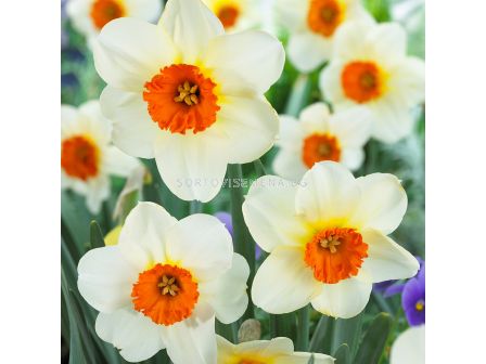 Нарцис/ Narcissus Barrett Browning - 1 бр.
