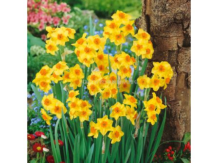 Нарцис Falconet/ 12/14 