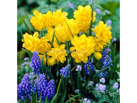 Нарцис Pencrebar/ 8/10