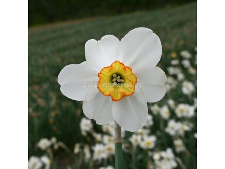 Нарцис/ Narcissi small-cupped Goose Green - 1 бр.