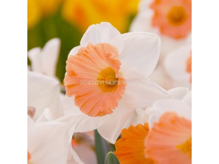 Нарцис /Narcissi 'Chromacolor'/ 1 бр