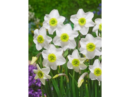 Нарцис/ Narcissi small-cupped Sinopel - 1 бр.