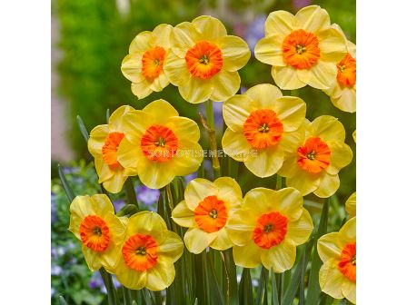Нарцис/  Narcissus Kedron- 1 бр.