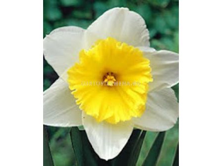 Нарцис  Ise Follies