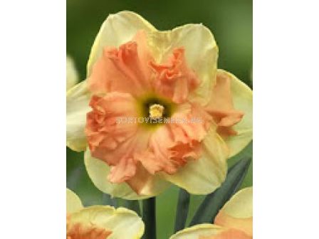 Нарцис (Narcissus) Vanilla Peach