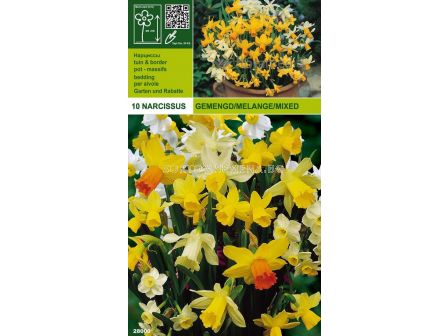 Нарцис Botanical (пакет - 10 луковици)