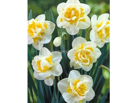 Нарцис (Narcissus) Double Flower Drift
