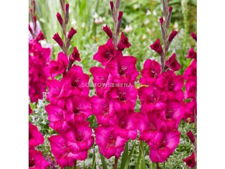 Гладиол/ Gladiolus large-flowered 'Natan' 12/14 - 1 бр.