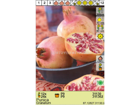 Нар /Punica Granatum - 1 брой