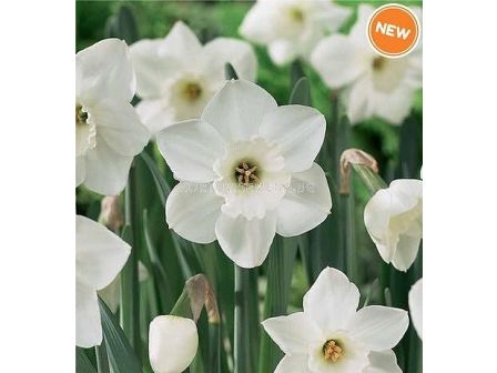Нарцис/ Narcissi large-cupped 'Stainless -  1 бр.