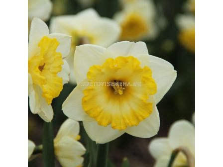 Нарцис( Bright Double Sun)-1 оп-6 бр