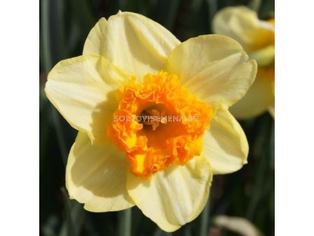 Нарцис ( Bulley) 1 оп - 3 бр