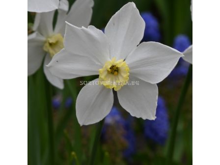 Нарцис small-cupped 'Polar Ice - 1 бр.