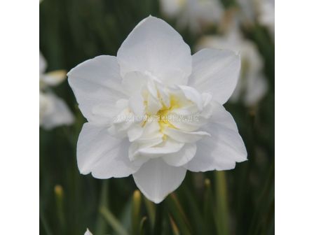 Нарцис/ Narcissi double Snowball - 1 бр.