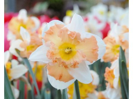 Нарцис Taurus 1 бр