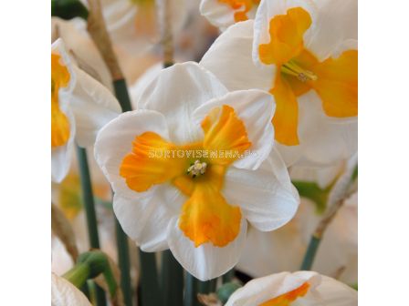 Нарцис Tricollet 1 бр