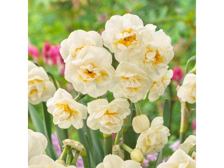 Нарцис/ DOUBLE Abba - 1 бр.