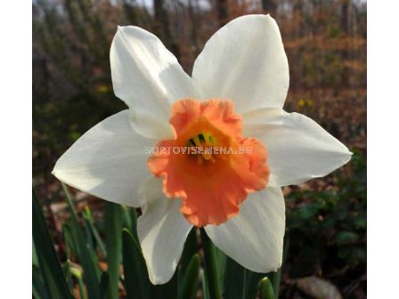 Нарцис  Barbie Doll )-1 оп-5 бр