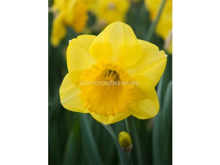 Нарцис trumpet Kerensa - 1 бр.