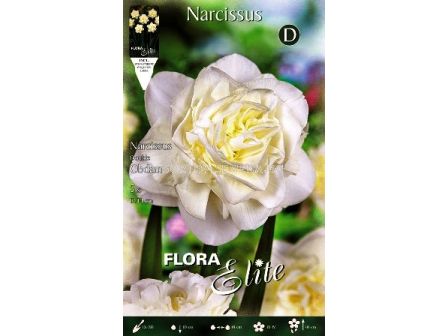 нарцис Obdam - 1бр