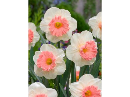 Нарцис trumpet Pink Parasol - 1 бр.