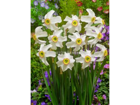 Нарцис/ Narcissus Poeticus Recurvus - 1 бр.