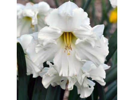 Нарцис Colblanc 1 бр - 1