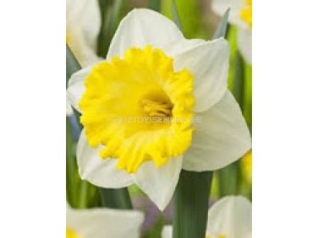 Нарцис (Narcissus) Finland