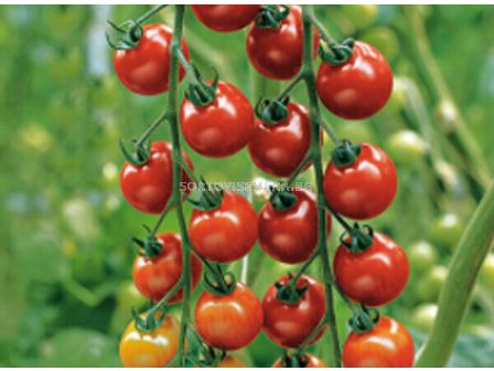 Семена домати Нектар F1 - чери -15 г - Nectar F1 - 500 бр. семена