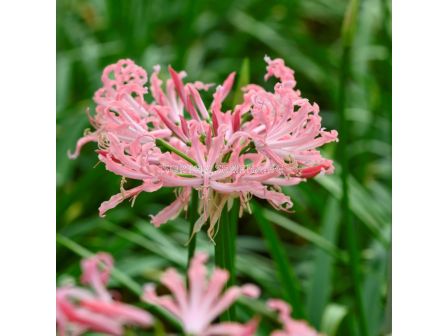 Нерине / Nerine  'Flugel' / 1 бр 