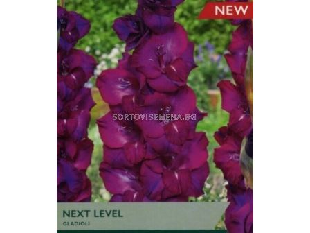 Гладиол/ Gladiolus large-flowered 'Next Level' 12/14 - 1 бр.