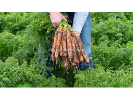 Моркови Nerac F1 (късни) - 25 000 семена - BEJO