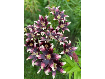 Лилиум Netty's Pride/ asiatic - 1 брой