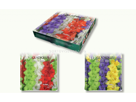 Гладиоли Italy mix pizza box - 1 кутия - 40 бр. луковици - 2