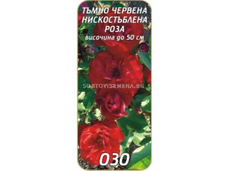 Нискостъблена роза 030