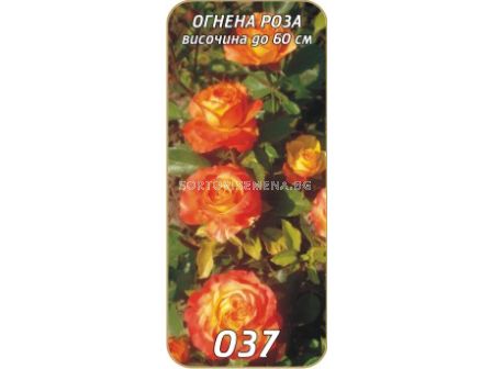 Нискостъблена роза 037