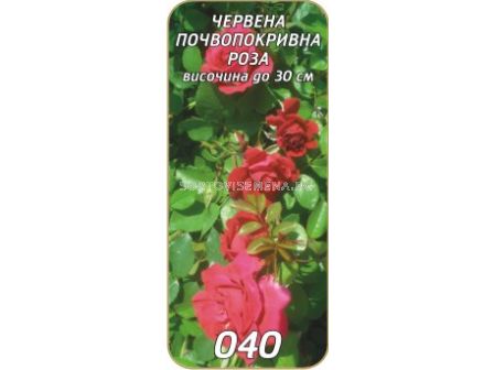 Нискостъблена роза 040