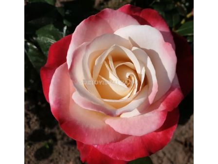 Роза Nostalgie (Хибридна роза) - Kordes - 1 брой - 1