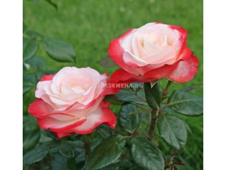 Роза Nostalgie (Хибридна роза) - Kordes - 1 брой - 5