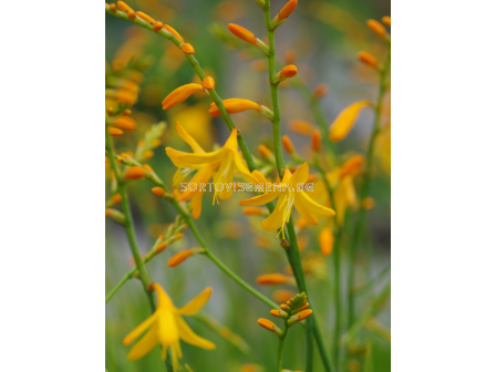 Крокосмия Norwich Canary/ Crocosmia crocosmiiflora - 1 брой