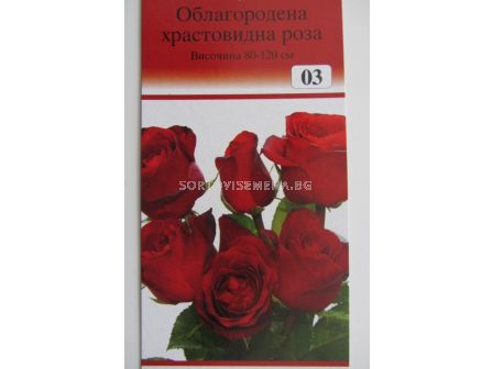 Облагородена храстовидна роза: Каталожен номер 03